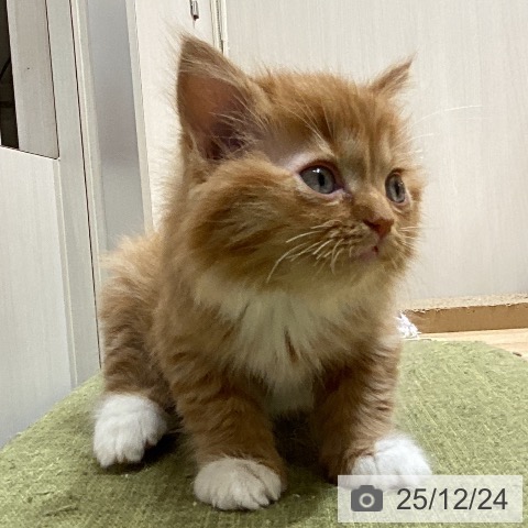 埼玉県のマンチカン (ペットプラス ピオニウォーク東松山店/2025年10月23日生まれ/女の子/レッドタビーホワイト)の子猫の4枚目の画像