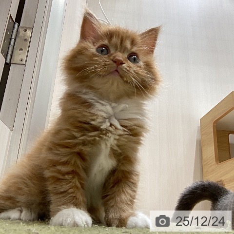 埼玉県のマンチカン (ペットプラス ピオニウォーク東松山店/2025年10月23日生まれ/女の子/レッドタビーホワイト)の子猫の3枚目の画像