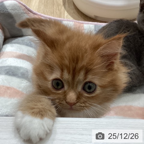 埼玉県のマンチカン (ペットプラス ピオニウォーク東松山店/2025年10月23日生まれ/女の子/レッドタビーホワイト)の子猫の4枚目の画像