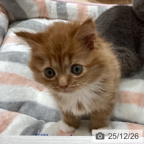 埼玉県のマンチカン (ペットプラス ピオニウォーク東松山店/2025年10月23日生まれ/女の子/レッドタビーホワイト)の子猫の3枚目の画像