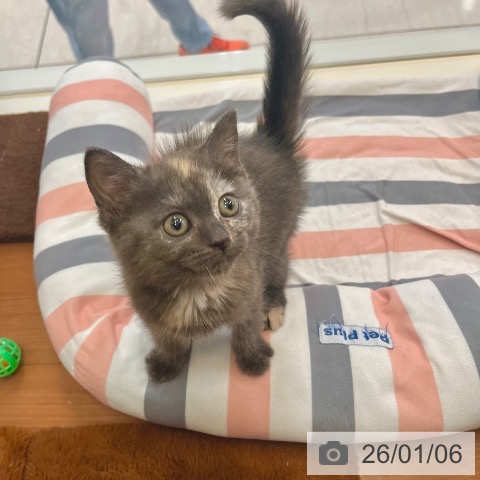 東京都のマンチカン (ペットプラス 板橋店/2025年10月23日生まれ/女の子/トーティー)の子猫の4枚目の画像