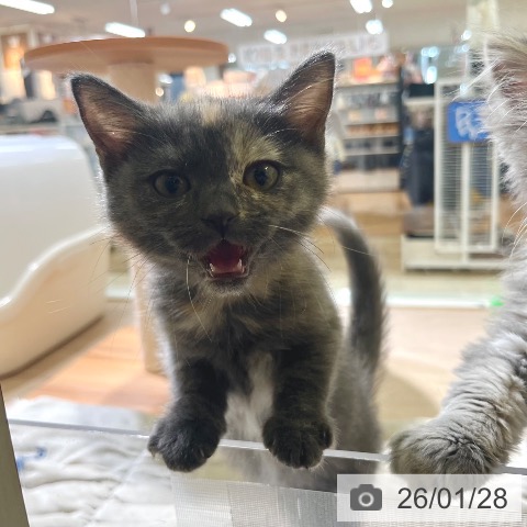 東京都のマンチカン (ペットプラス 板橋店/2025年10月23日生まれ/女の子/トーティー)の子猫の3枚目の画像