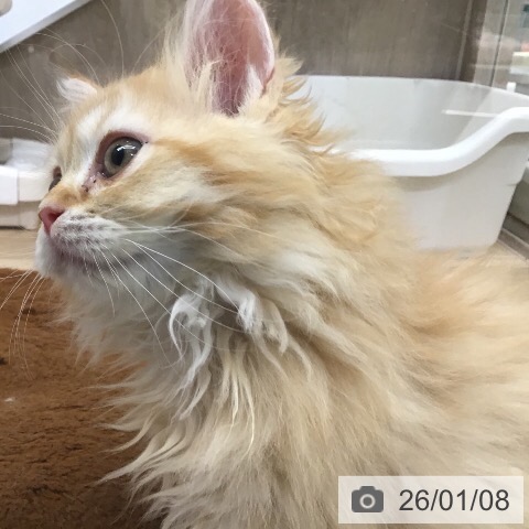 茨城県のラガマフィン (ペットプラス つくば店/2025年10月22日生まれ/男の子/レッドタビーホワイト)の子猫の3枚目の画像