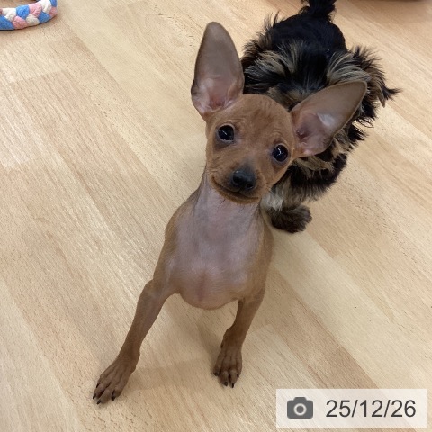 長野県のミニチュアピンシャー (ペットプラス 松本店/2025年10月20日生まれ/男の子/レッド)の子犬の3枚目の画像