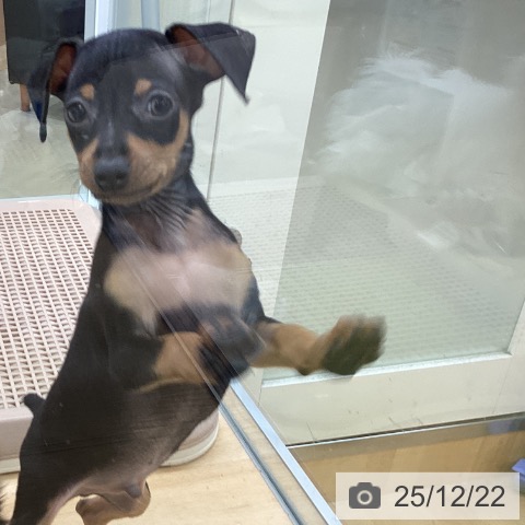 埼玉県のミニチュアピンシャー (ペットプラス 羽生店/2025年10月21日生まれ/男の子/ブラックタン)の子犬の3枚目の画像