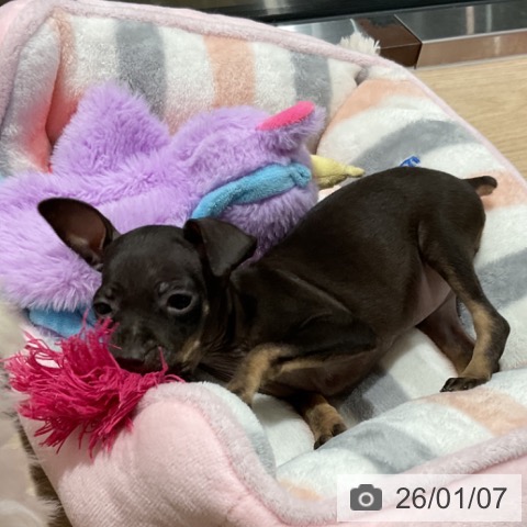 埼玉県のミニチュアピンシャー (ペットプラス コクーンシティ店/2025年10月21日生まれ/女の子/ブラックタン)の子犬の3枚目の画像
