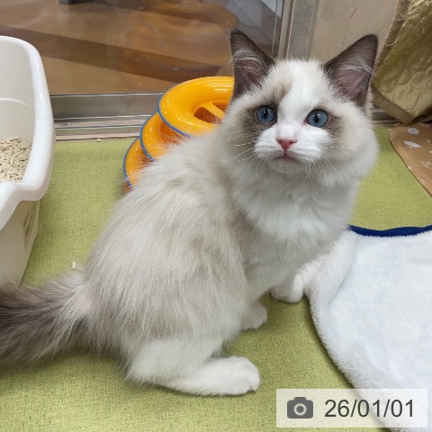 埼玉県のラグドール (ペットプラス 浦和美園店/2025年10月1日生まれ/男の子/シールポイントバイカラー)の子猫の3枚目の画像