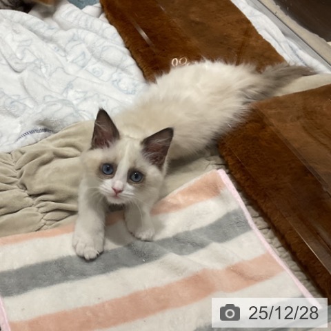 埼玉県のラグドール (ペットプラス コクーンシティ店/2025年10月1日生まれ/女の子/シールポイントバイカラー)の子猫の4枚目の画像