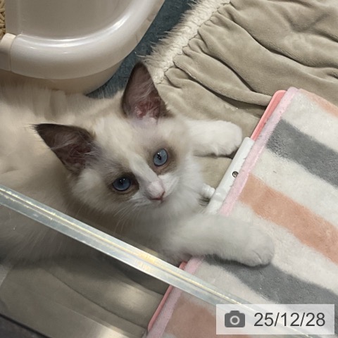 埼玉県のラグドール (ペットプラス コクーンシティ店/2025年10月1日生まれ/女の子/シールポイントバイカラー)の子猫の3枚目の画像