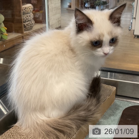 埼玉県のラグドール (ペットプラス コクーンシティ店/2025年10月1日生まれ/女の子/シールポイントバイカラー)の子猫の3枚目の画像