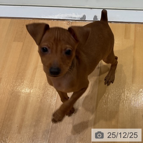 埼玉県のミニチュアピンシャー (ペットプラス 与野店/2025年10月22日生まれ/女の子/レッド)の子犬の3枚目の画像