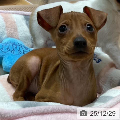 埼玉県のミニチュアピンシャー (ペットプラス 与野店/2025年10月22日生まれ/女の子/レッド)の子犬の3枚目の画像