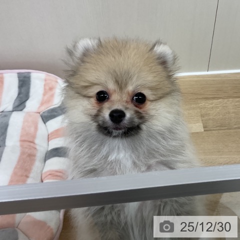 ポメラニアンの写真