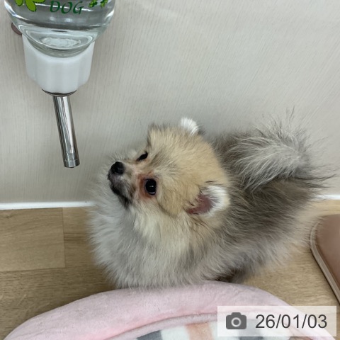 神奈川県のポメラニアン (ペットプラス アミーゴ藤沢店/2025年10月19日生まれ/男の子/オレンジ)の子犬の4枚目の画像