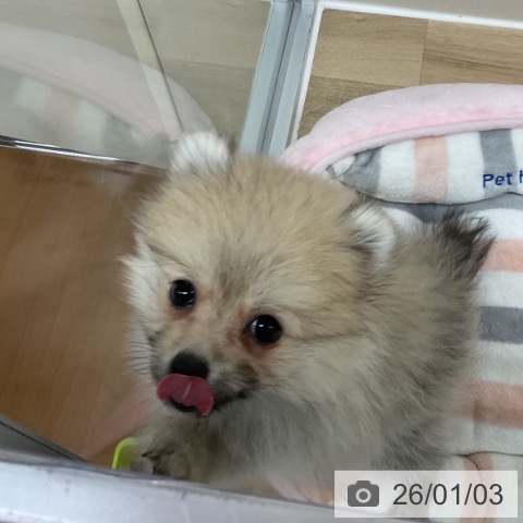 ポメラニアンの写真