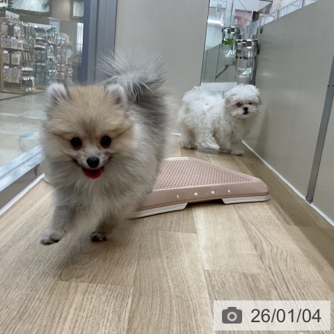 神奈川県のポメラニアン (ペットプラス アミーゴ藤沢店/2025年10月19日生まれ/男の子/オレンジ)の子犬の4枚目の画像