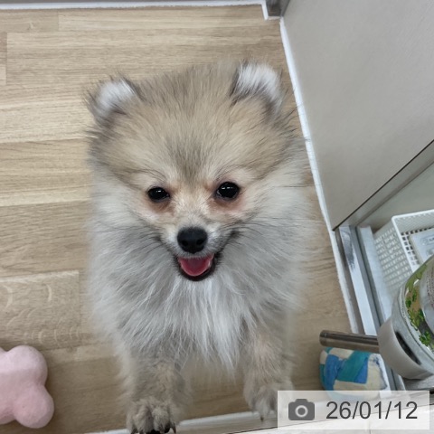 神奈川県のポメラニアン (ペットプラス アミーゴ藤沢店/2025年10月19日生まれ/男の子/オレンジ)の子犬の4枚目の画像