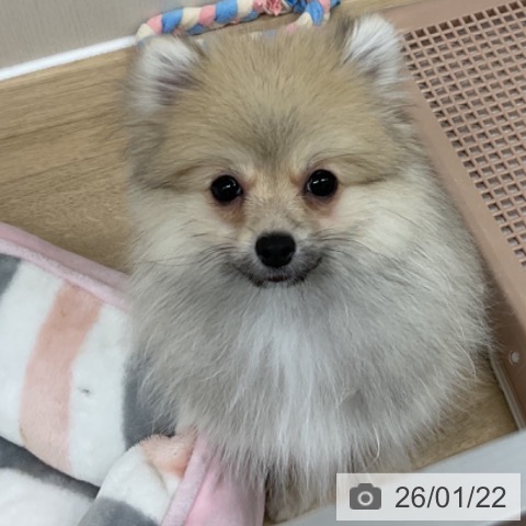 神奈川県のポメラニアン (ペットプラス アミーゴ藤沢店/2025年10月19日生まれ/男の子/オレンジ)の子犬の4枚目の画像