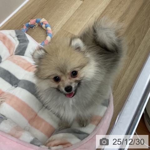 神奈川県のポメラニアン (ペットプラス アミーゴ藤沢店/2025年10月19日生まれ/男の子/オレンジ)の子犬の3枚目の画像