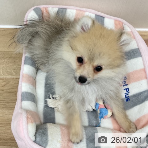 神奈川県のポメラニアン (ペットプラス アミーゴ藤沢店/2025年10月19日生まれ/男の子/オレンジ)の子犬の3枚目の画像