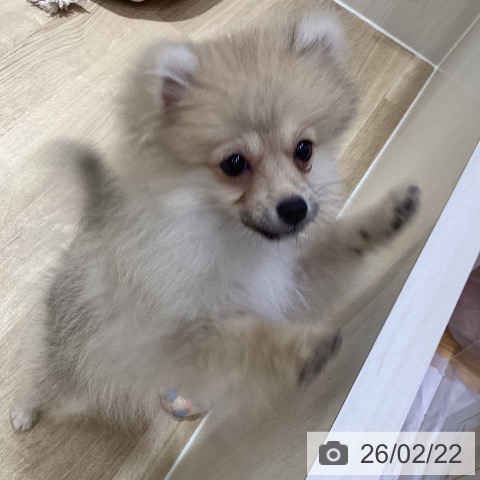 神奈川県のポメラニアン (ペットプラス ビアレ横浜店/2025年10月19日生まれ/男の子/オレンジ)の子犬の3枚目の画像