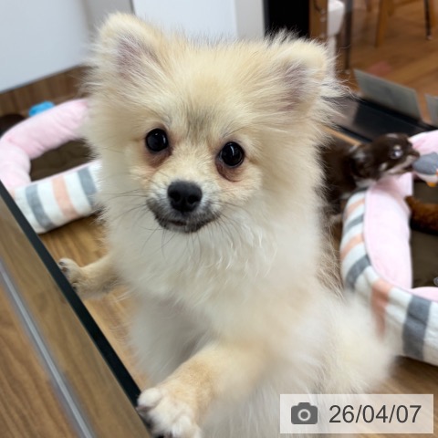 ポメラニアンの写真