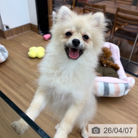 ポメラニアンの写真