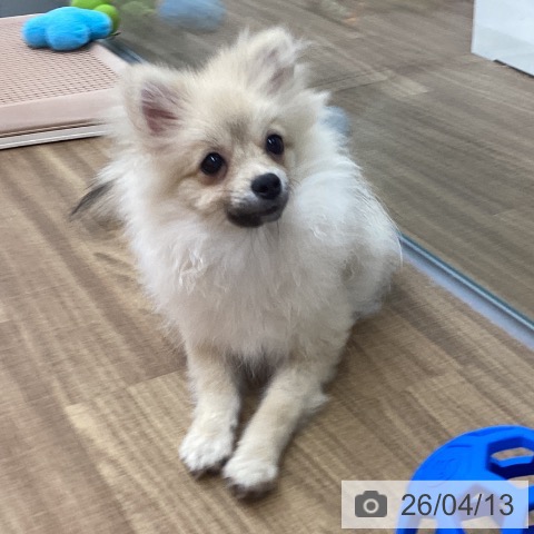 東京都のポメラニアン (ペッツワン 青梅インター店/2025年10月19日生まれ/男の子/オレンジ)の子犬の3枚目の画像
