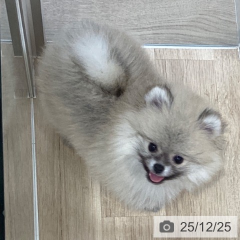 千葉県のポメラニアン (ペットプラス 船橋店/2025年10月19日生まれ/男の子/オレンジ)の子犬の4枚目の画像