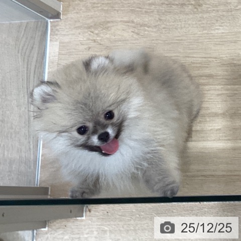 千葉県のポメラニアン (ペットプラス 船橋店/2025年10月19日生まれ/男の子/オレンジ)の子犬の3枚目の画像