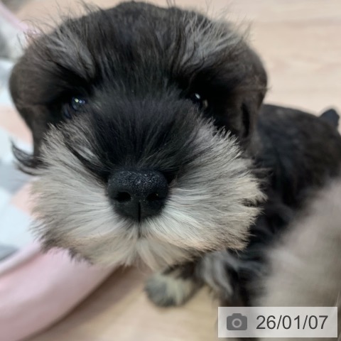 千葉県のミニチュアシュナウザー (ペットプラス 幕張新都心店/2025年10月23日生まれ/男の子/ソルトペッパー)の子犬の4枚目の画像