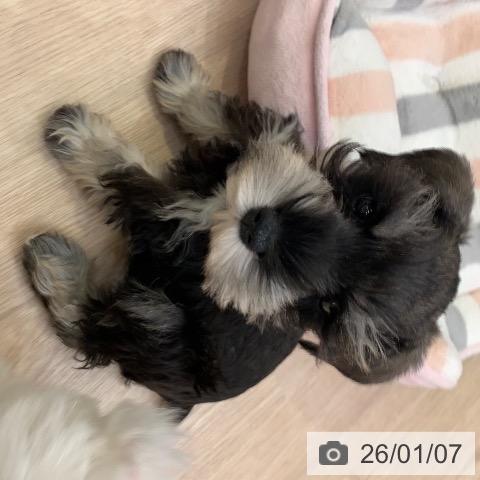 千葉県のミニチュアシュナウザー (ペットプラス 幕張新都心店/2025年10月23日生まれ/男の子/ソルトペッパー)の子犬の3枚目の画像