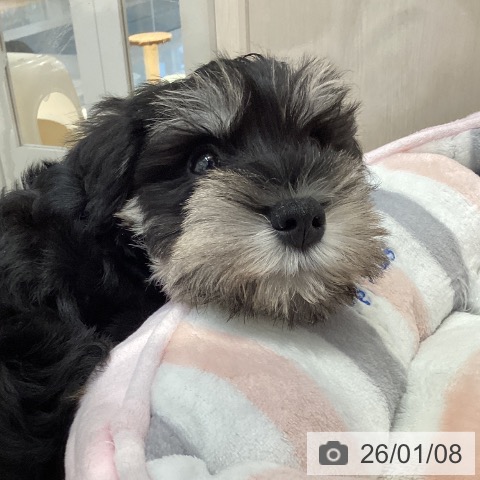 山形県のミニチュアシュナウザー (ペットプラス 天童店/2025年10月23日生まれ/男の子/ブラックシルバー)の子犬の4枚目の画像