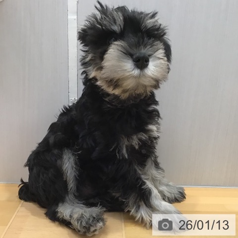 山形県のミニチュアシュナウザー (ペットプラス 天童店/2025年10月23日生まれ/男の子/ブラックシルバー)の子犬の3枚目の画像