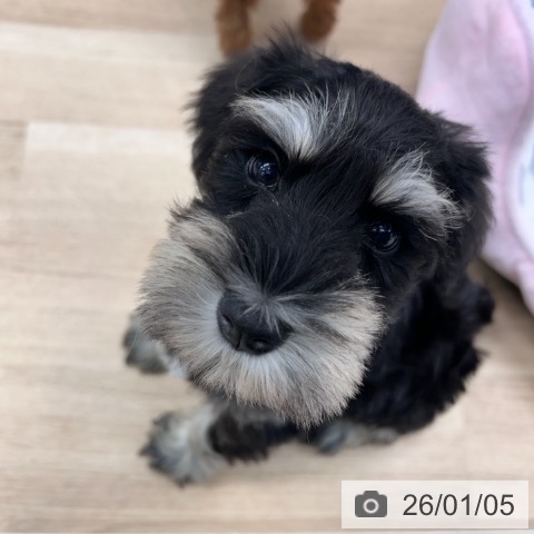 神奈川県のミニチュアシュナウザー (ペットプラス 武蔵小杉店/2025年10月23日生まれ/男の子/ブラックシルバー)の子犬の3枚目の画像