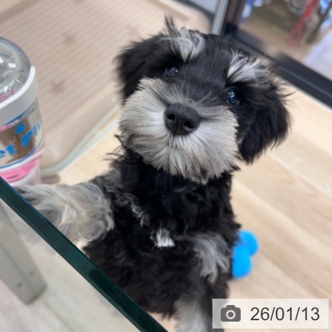 神奈川県のミニチュアシュナウザー (ペットプラス 武蔵小杉店/2025年10月23日生まれ/男の子/ブラックシルバー)の子犬の4枚目の画像