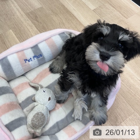 神奈川県のミニチュアシュナウザー (ペットプラス 武蔵小杉店/2025年10月23日生まれ/男の子/ブラックシルバー)の子犬の3枚目の画像