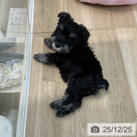 埼玉県のミニチュアシュナウザー (ペットプラス ららぽーと新三郷店/2025年10月23日生まれ/男の子/ブラックシルバー)の子犬の3枚目の画像