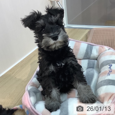 埼玉県のミニチュアシュナウザー (ペットプラス ららぽーと新三郷店/2025年10月23日生まれ/男の子/ブラックシルバー)の子犬の3枚目の画像