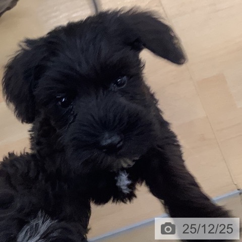 埼玉県のミニチュアシュナウザー (ペットプラス 羽生店/2025年10月23日生まれ/男の子/ブラック)の子犬の3枚目の画像