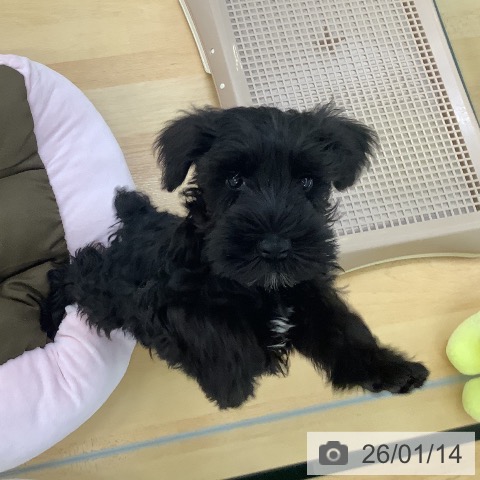 群馬県のミニチュアシュナウザー (ペットプラス イオンモール太田店/2025年10月23日生まれ/男の子/ブラック)の子犬の4枚目の画像