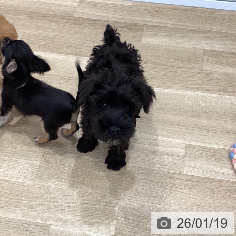 群馬県のミニチュアシュナウザー (ペットプラス イオンモール太田店/2025年10月23日生まれ/男の子/ブラック)の子犬の3枚目の画像