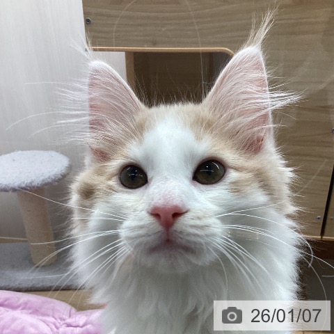 東京都のノルウェージャンフォレストキャット (ペットプラス MARK IS 葛飾かなまち店/2025年10月11日生まれ/男の子/クリームタビーホワイト)の子猫の4枚目の画像