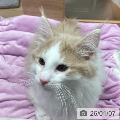 東京都のノルウェージャンフォレストキャット (ペットプラス MARK IS 葛飾かなまち店/2025年10月11日生まれ/男の子/クリームタビーホワイト)の子猫の3枚目の画像