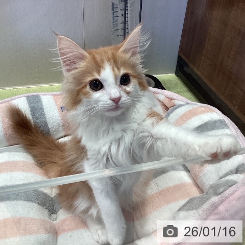 千葉県のノルウェージャンフォレストキャット (ペットプラス 幕張新都心店/2025年10月11日生まれ/男の子/レッドタビーホワイト)の子猫の3枚目の画像