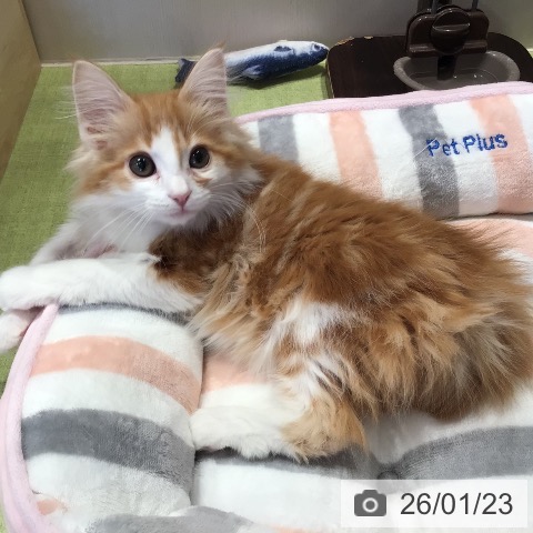 千葉県のノルウェージャンフォレストキャット (ペットプラス 幕張新都心店/2025年10月11日生まれ/男の子/レッドタビーホワイト)の子猫の4枚目の画像