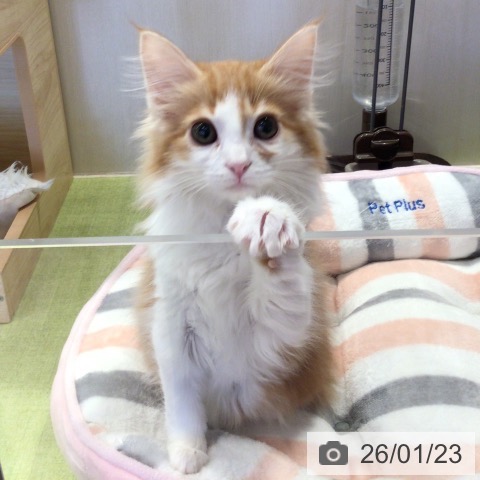 千葉県のノルウェージャンフォレストキャット (ペットプラス 幕張新都心店/2025年10月11日生まれ/男の子/レッドタビーホワイト)の子猫の3枚目の画像