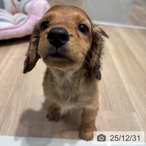 千葉県のミニチュアダックスフンド(ロング) (ペットプラス 木更津店/2025年10月22日生まれ/男の子/レッド)の子犬の4枚目の画像