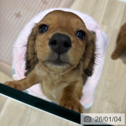 千葉県のミニチュアダックスフンド(ロング) (ペットプラス 木更津店/2025年10月22日生まれ/男の子/レッド)の子犬の4枚目の画像