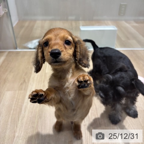 千葉県のミニチュアダックスフンド(ロング) (ペットプラス 木更津店/2025年10月22日生まれ/男の子/レッド)の子犬の3枚目の画像